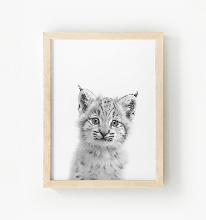 Baby Bobcat Framed Canvas