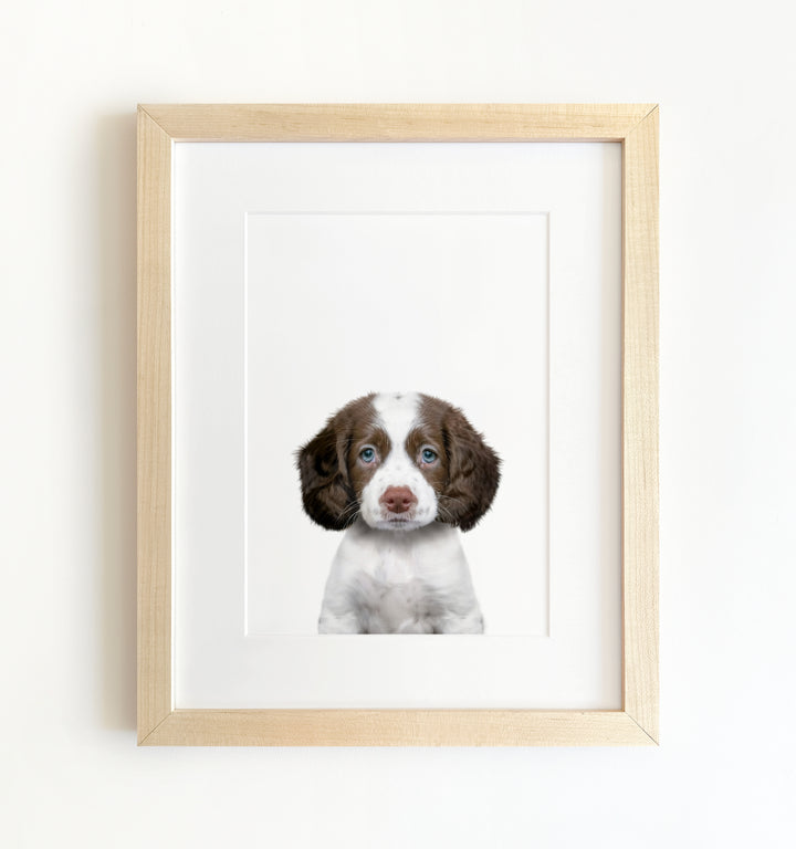 Baby Puppy Springer Spaniel Portrait Framed Art