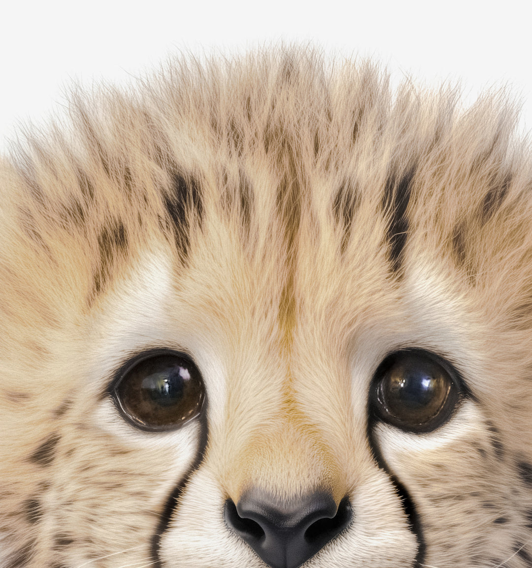 Baby Cheetah