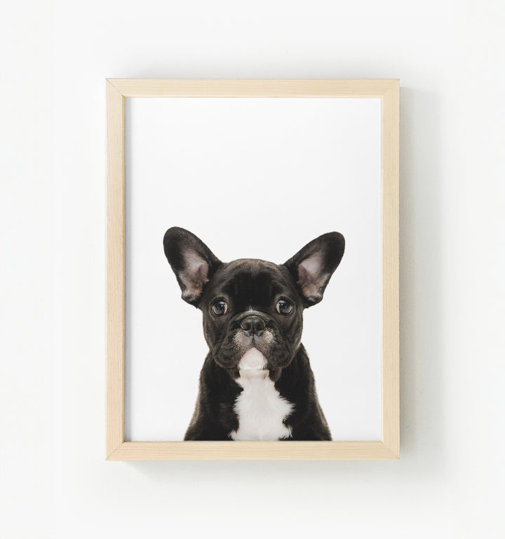 Baby Puppy French Bulldog Framed Canvas