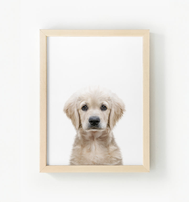 Baby Puppy Golden Retriever Portrait Framed Canvas