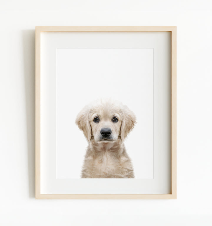 Baby Puppy Golden Retriever Portrait