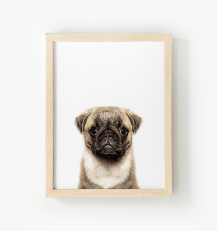 Baby Pug Puppy Framed Canvas