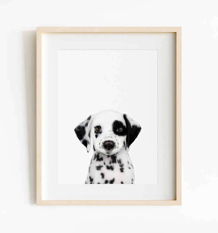 Baby Puppy Dalmatian