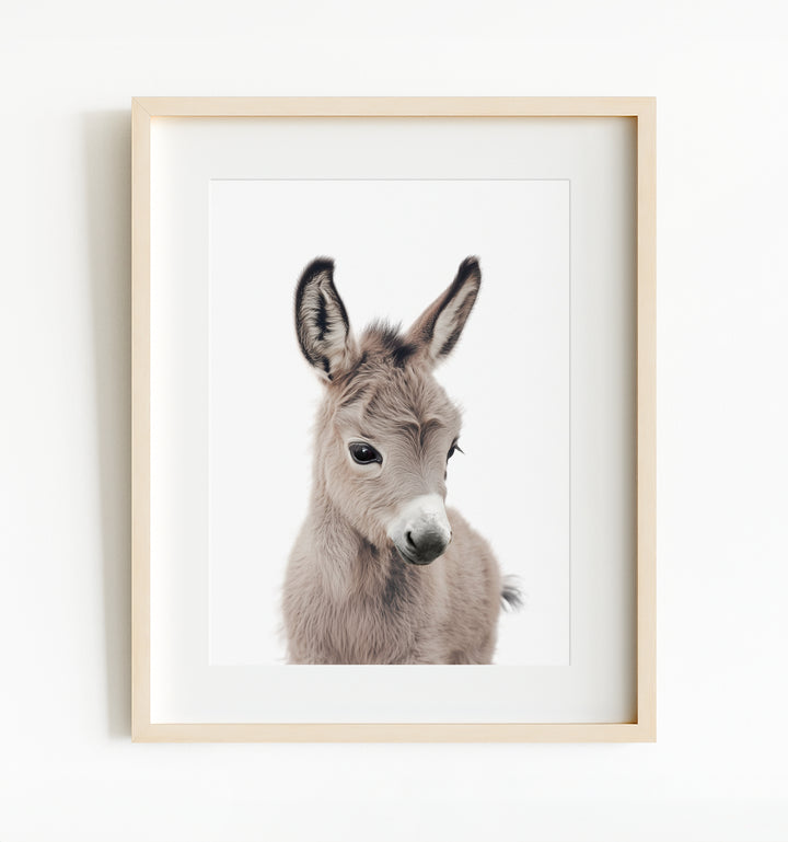 Baby Donkey