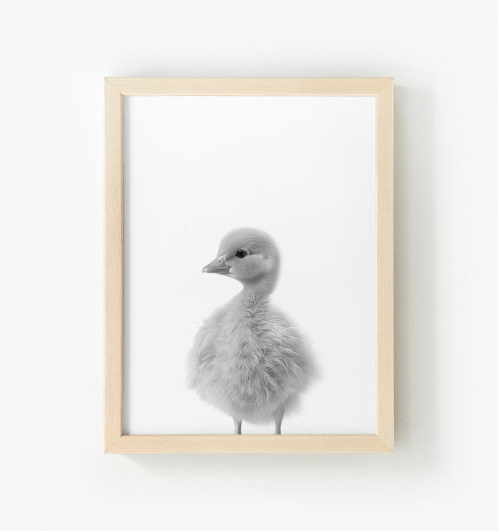 Baby Duckling Framed Canvas