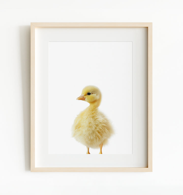 Baby Duckling