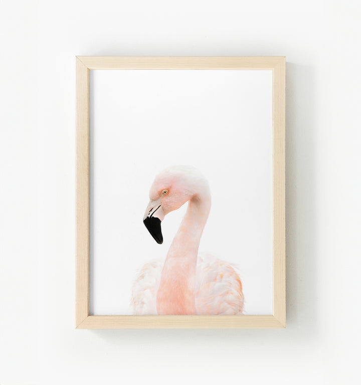 Baby Flamingo Framed Canvas