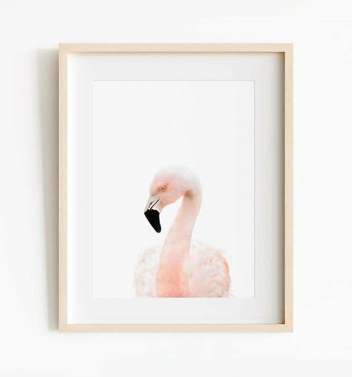 Baby Flamingo