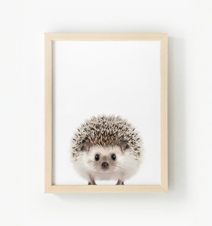 Baby Hedgehog Framed Canvas