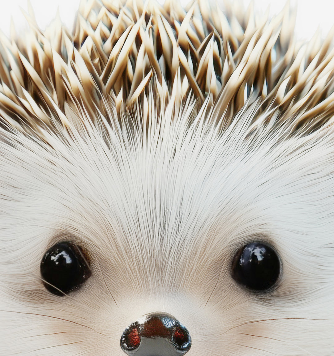 Baby Hedgehog Framed Canvas