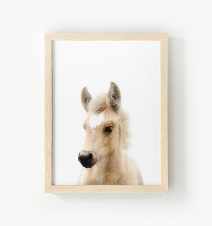 Baby Horse Framed Canvas