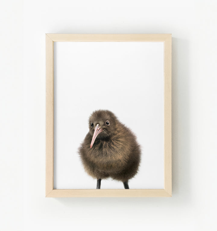 Baby Kiwi Bird Framed Canvas