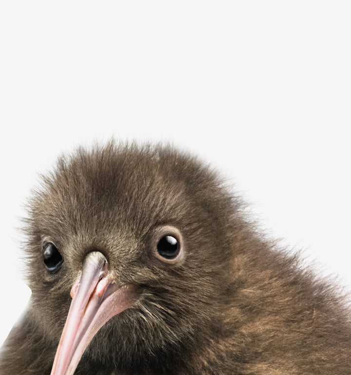 Baby Kiwi Bird Framed Canvas