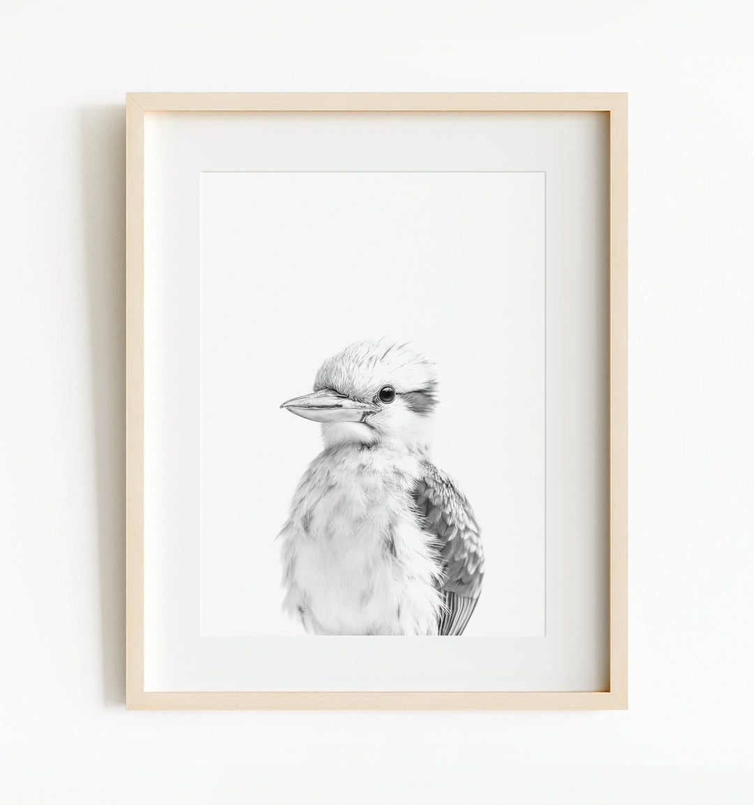 Baby Kookaburra