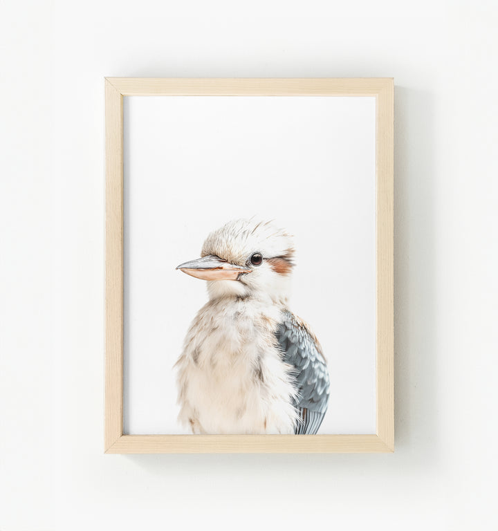 Baby Kookaburra Framed Canvas