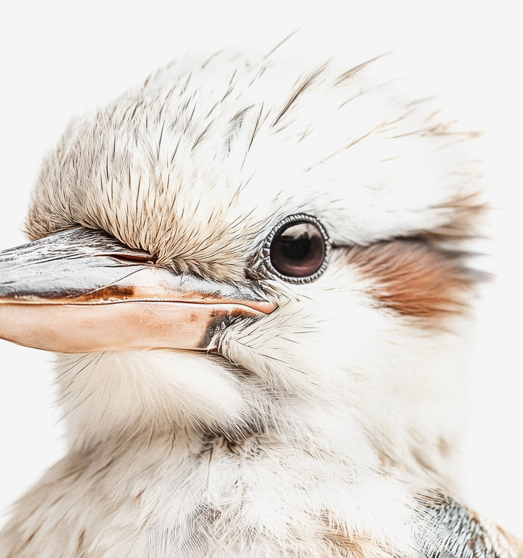 Baby Kookaburra