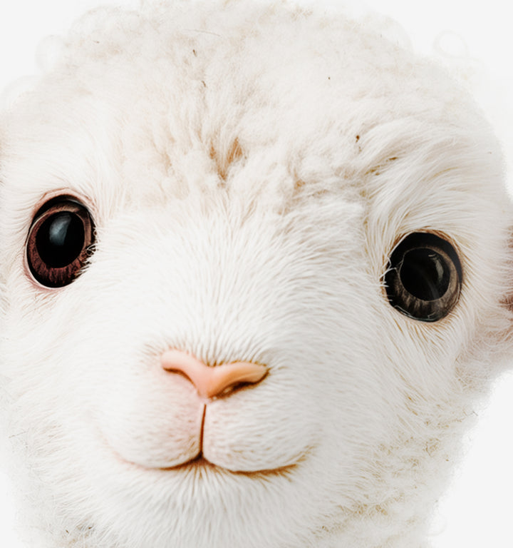 Baby Lamb