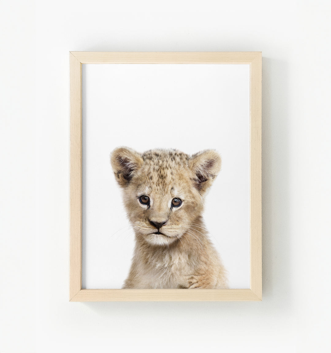 Baby Lion Framed Canvas
