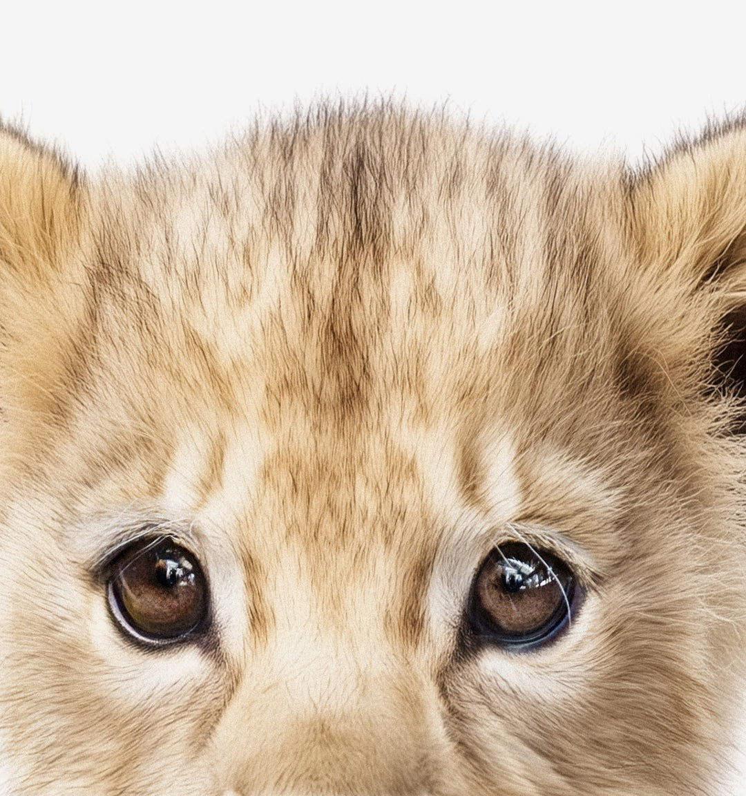 Baby Lion Framed Canvas