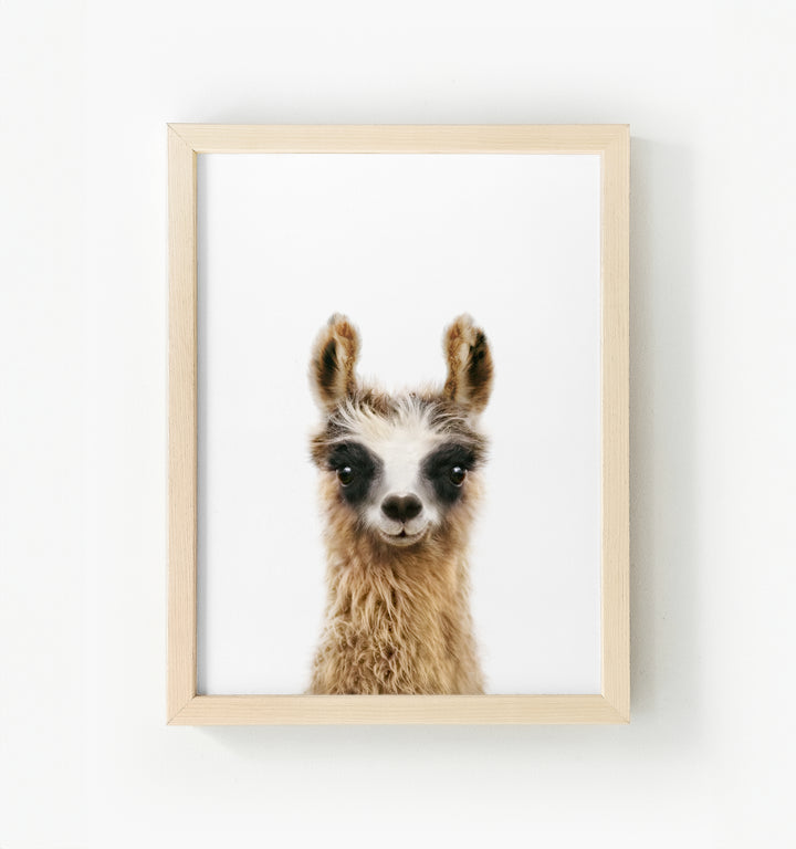 Baby Llama Framed Canvas