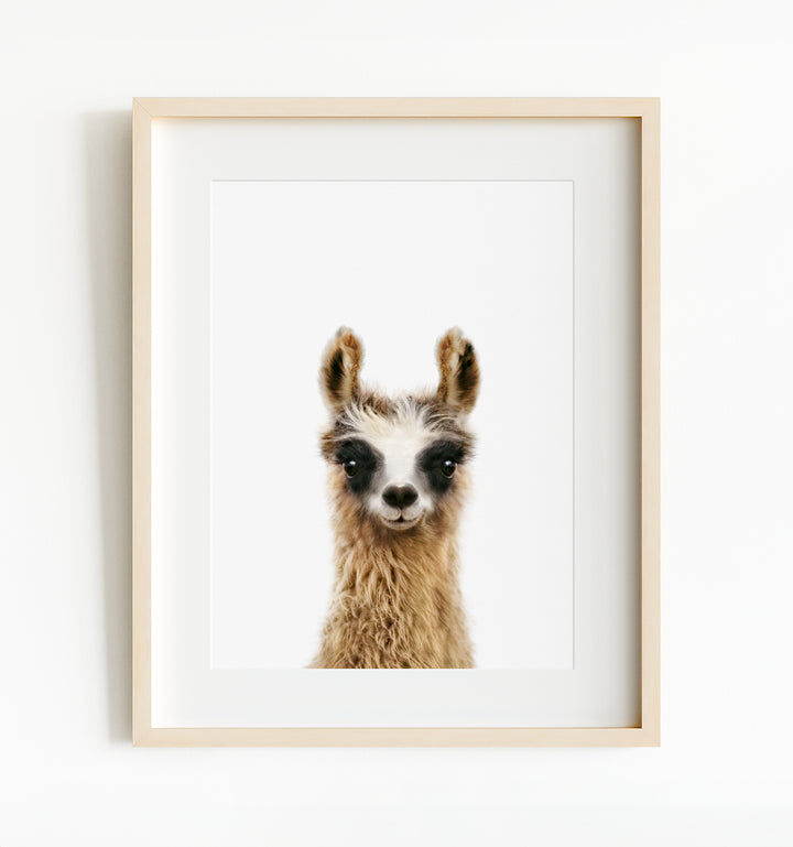 Baby Llama