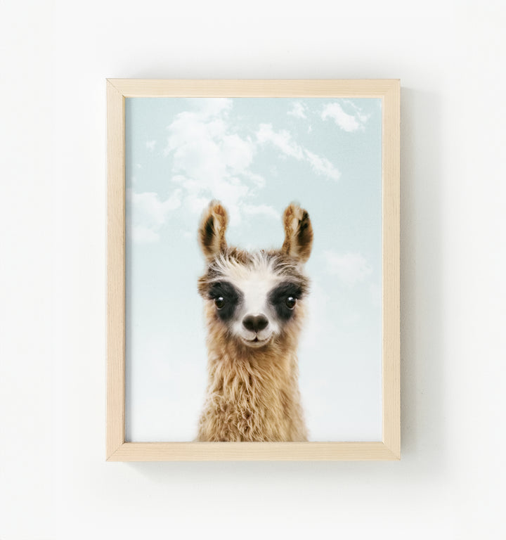 Baby Llama Framed Canvas