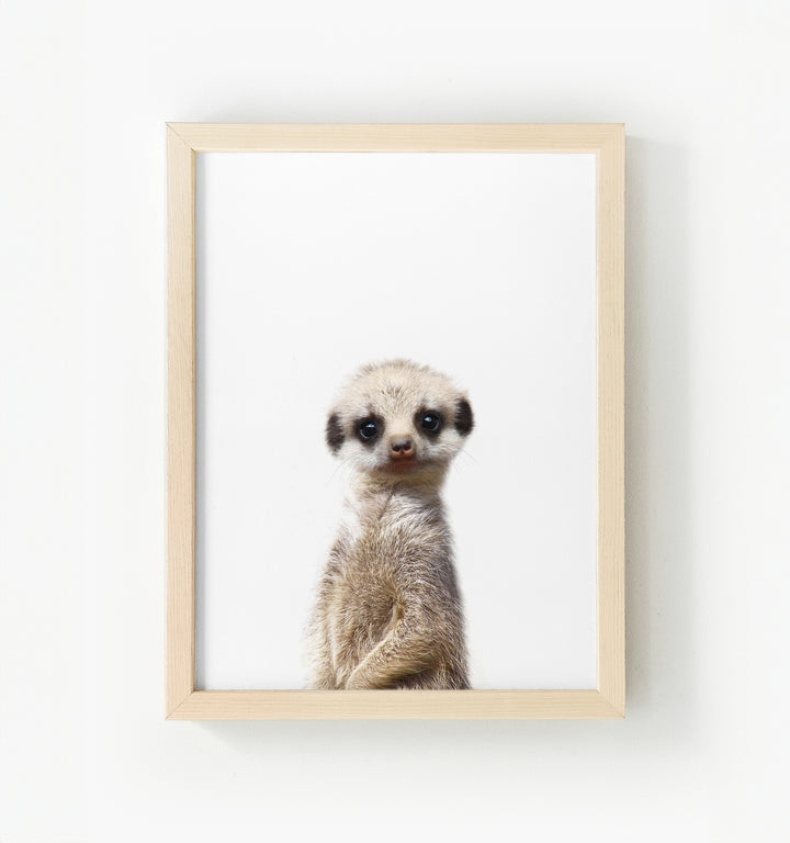 Baby Meerkat Framed Canvas