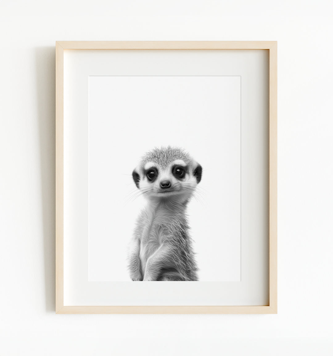 Baby Meerkat