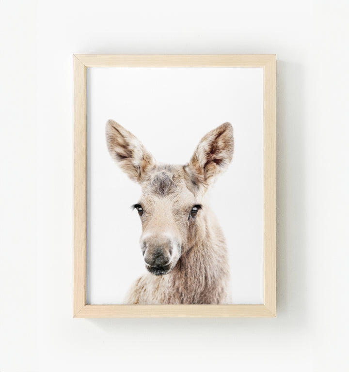 Baby Moose Framed Canvas