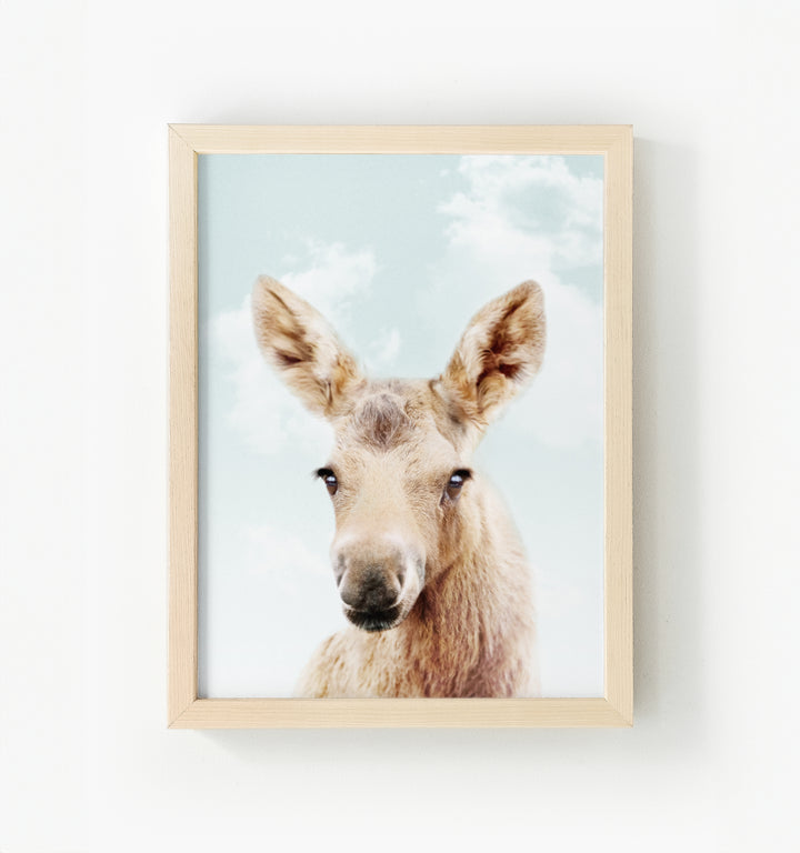 Baby Moose Framed Canvas