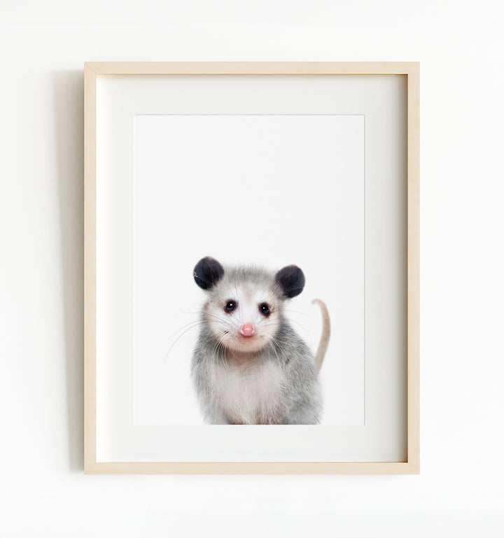 Baby Opossum