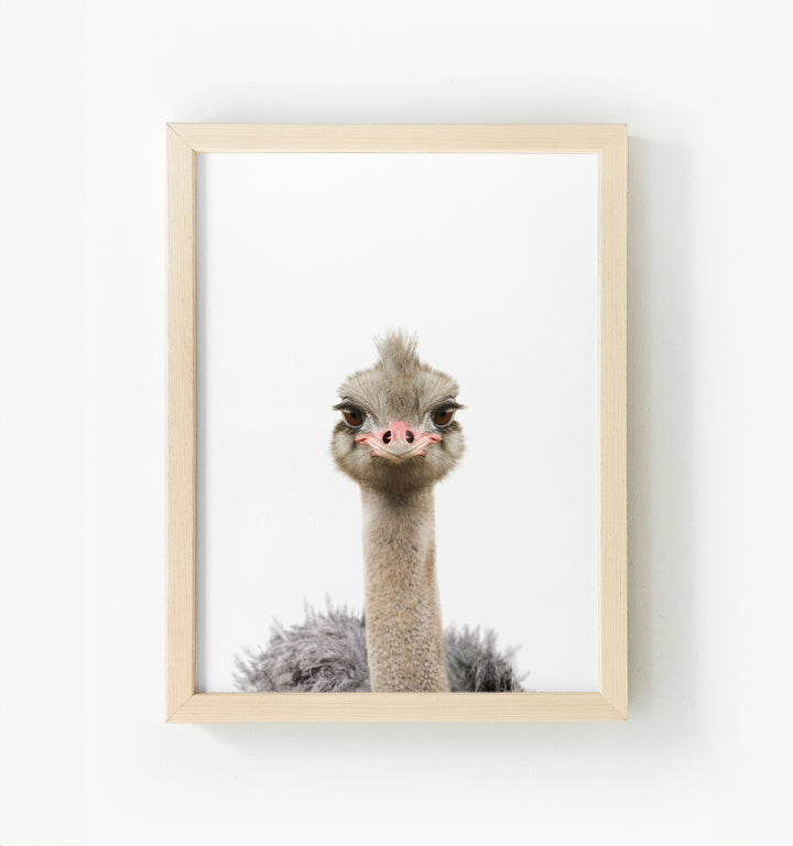 Baby Ostrich Framed Canvas