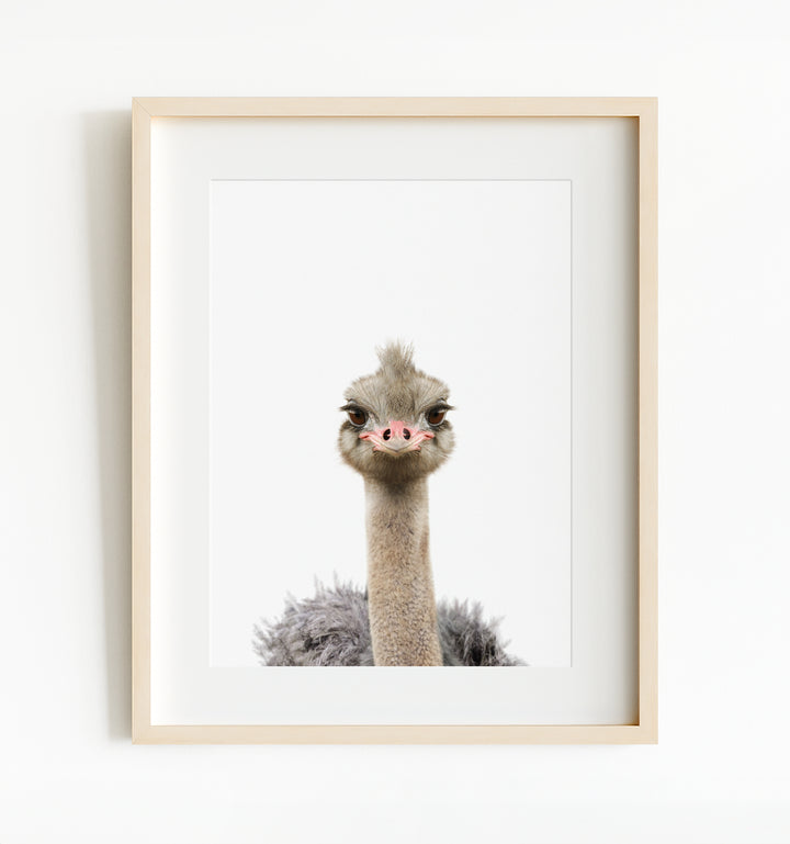 Baby Ostrich