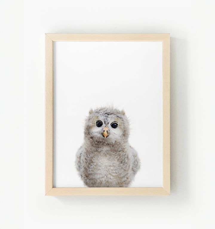 Baby Owl Framed Canvas