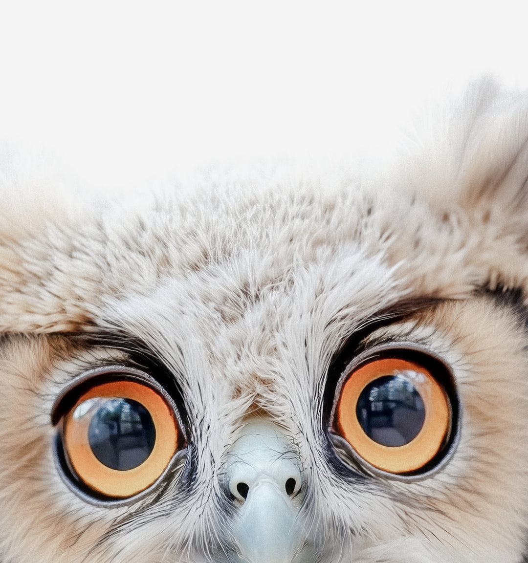 Baby Owl