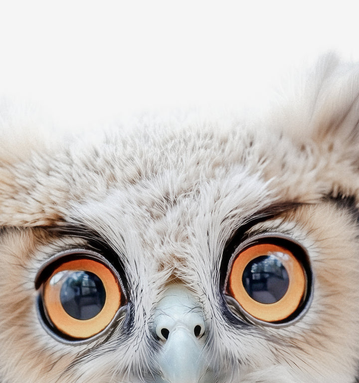 Baby Owl