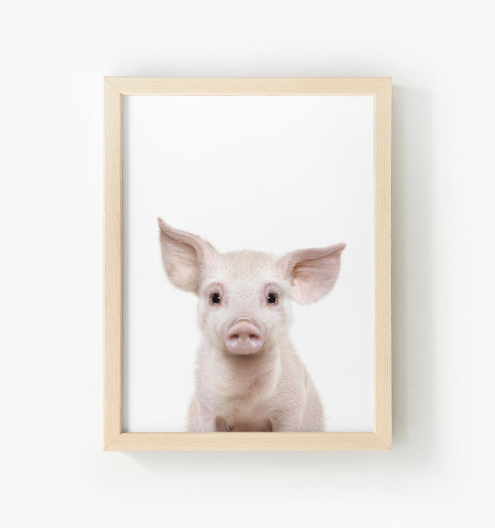 Baby Pig No. 2 Framed Canvas