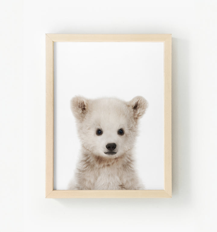 Baby Polar Bear Framed Canvas