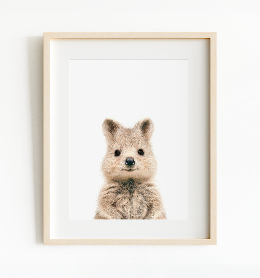 Baby Quokka