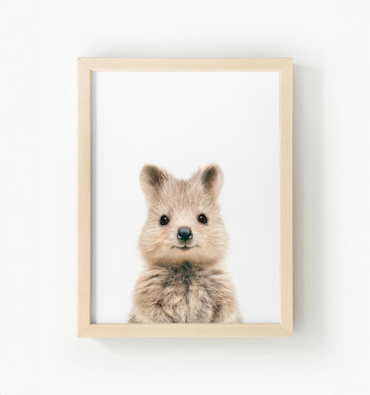 Baby Quokka Framed Canvas