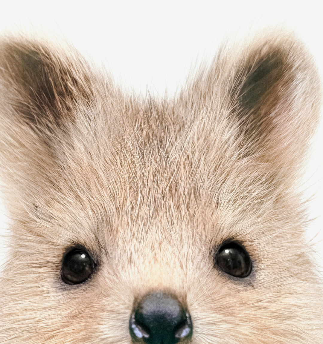 Baby Quokka Framed Canvas