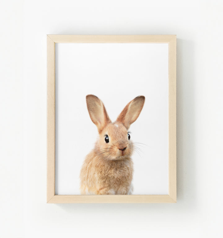 Baby Rabbit No. 2 Framed Canvas