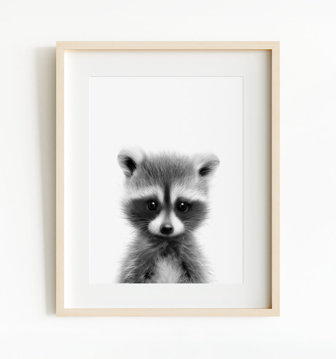 Baby Raccoon