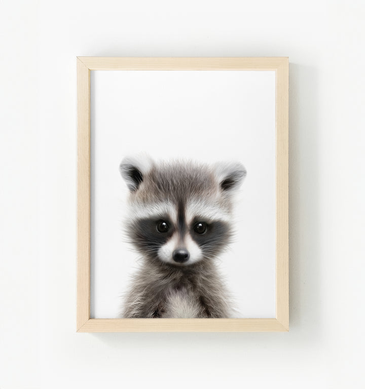 Baby Raccoon Framed Canvas