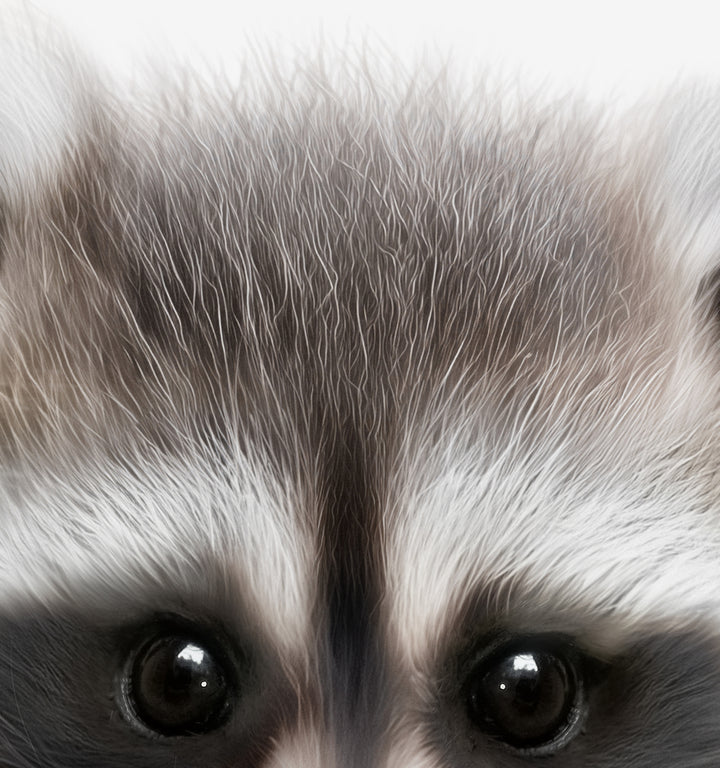 Baby Raccoon