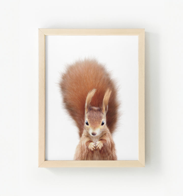 Baby Red Squirrel Framed Canvas