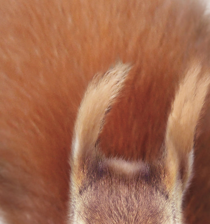 Baby Red Squirrel