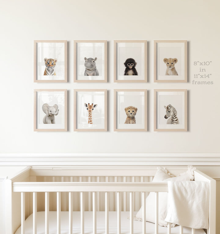 Safari Animals - Set of 8 baby animals - Africa & Asia - Nursery Art Prints