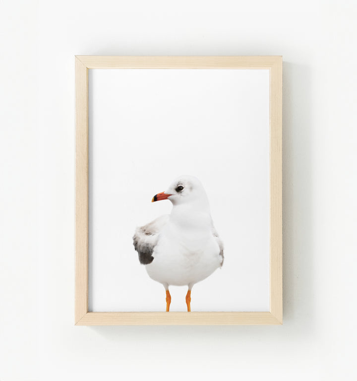 Baby Seagull Framed Canvas